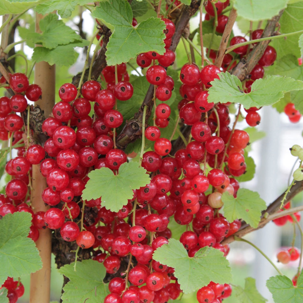 Groseiller Rovada - Ribes rubrum rovada - Plantes