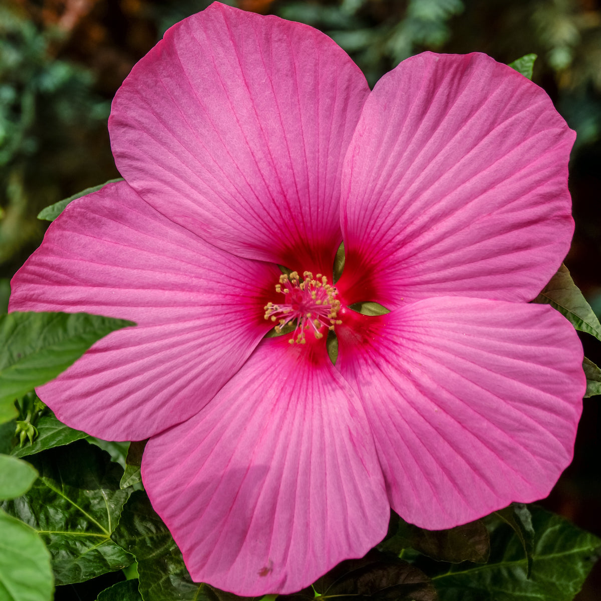 Hibiscus des marais Carrousel ® Pink passion - Hibiscus moscheutos carrousel ® 'pink passion' - Plantes