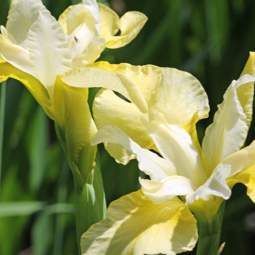 Iris de Sibérie Butter and Sugar - Iris sibirica 'butter and sugar' - Plantes