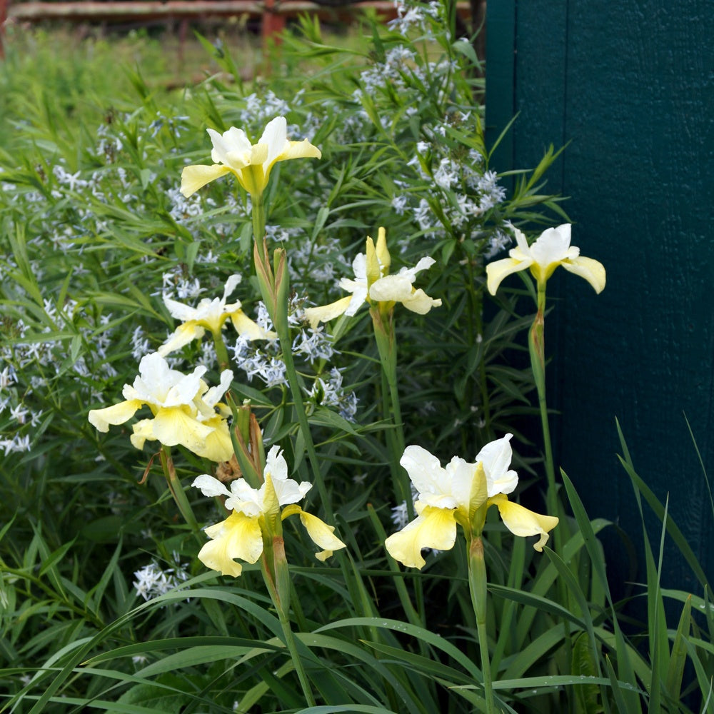 Iris de Sibérie Butter and Sugar - Iris sibirica 'butter and sugar' - Plantes vivaces