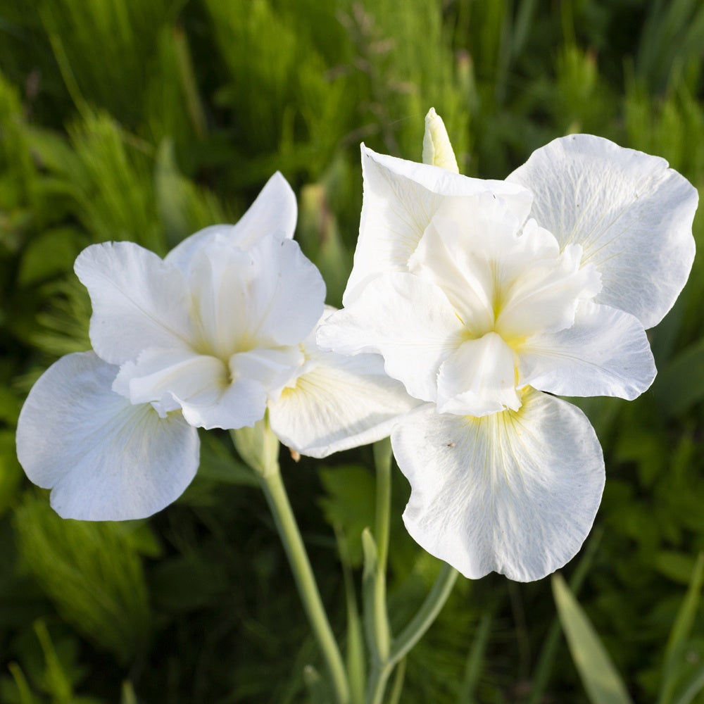 Iris sibirica Swans in Flight - Iris sibirica swans in flight - Plantes