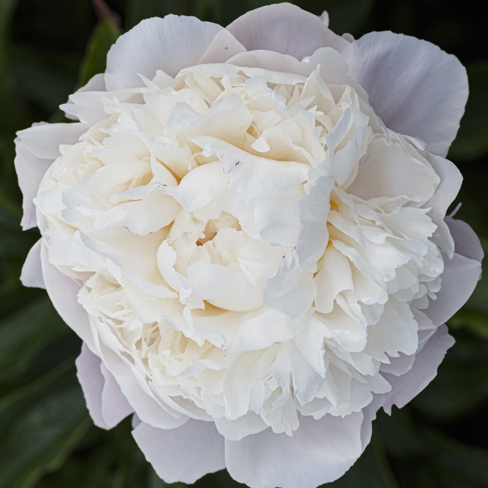 Pivoine lactiflora Fleur de Pêcher - Paeonia lactiflora peche - Plantes