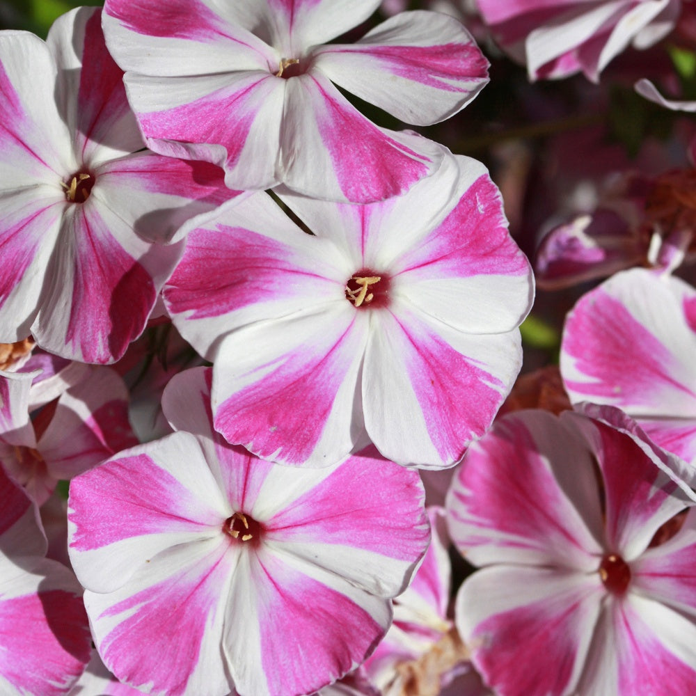 Phlox paniculata Bambini Candy Crush - Phlox paniculata bambini ® candy crush - Willemse
