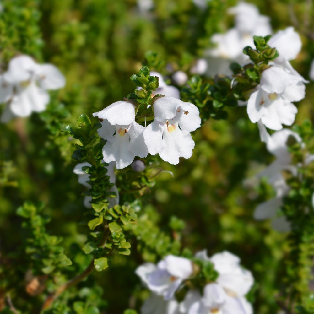 Menthe australienne - Prostanthera cuneata - Willemse