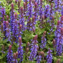 Graines De Salvia Superba 'Blaukönigin' (Reine Des Bleues) - Sauge Vivace Florifère - Lot De 30 Graines - 2