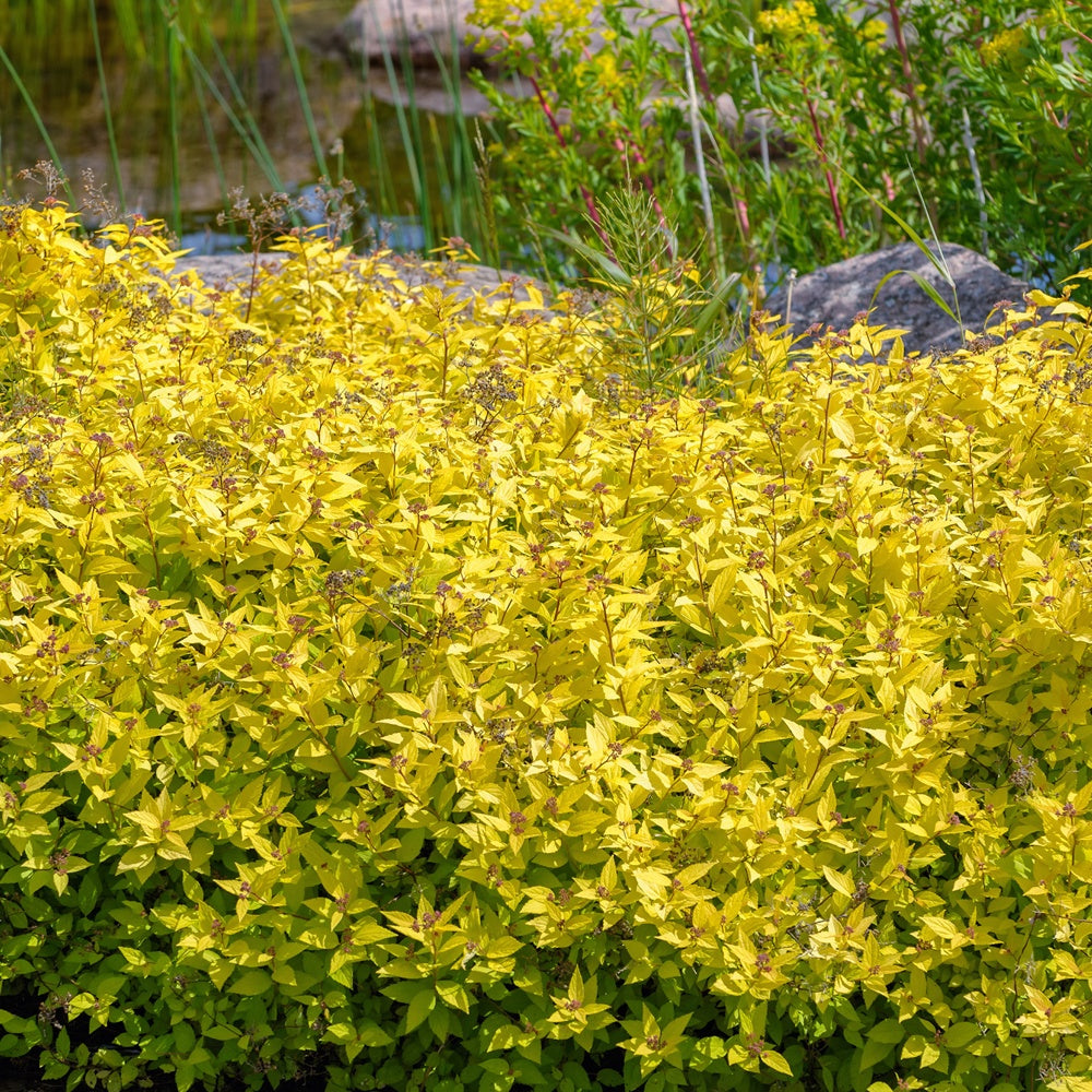 Spirée japonaise Goldmound - Spiraea japonica goldmound - Arbustes