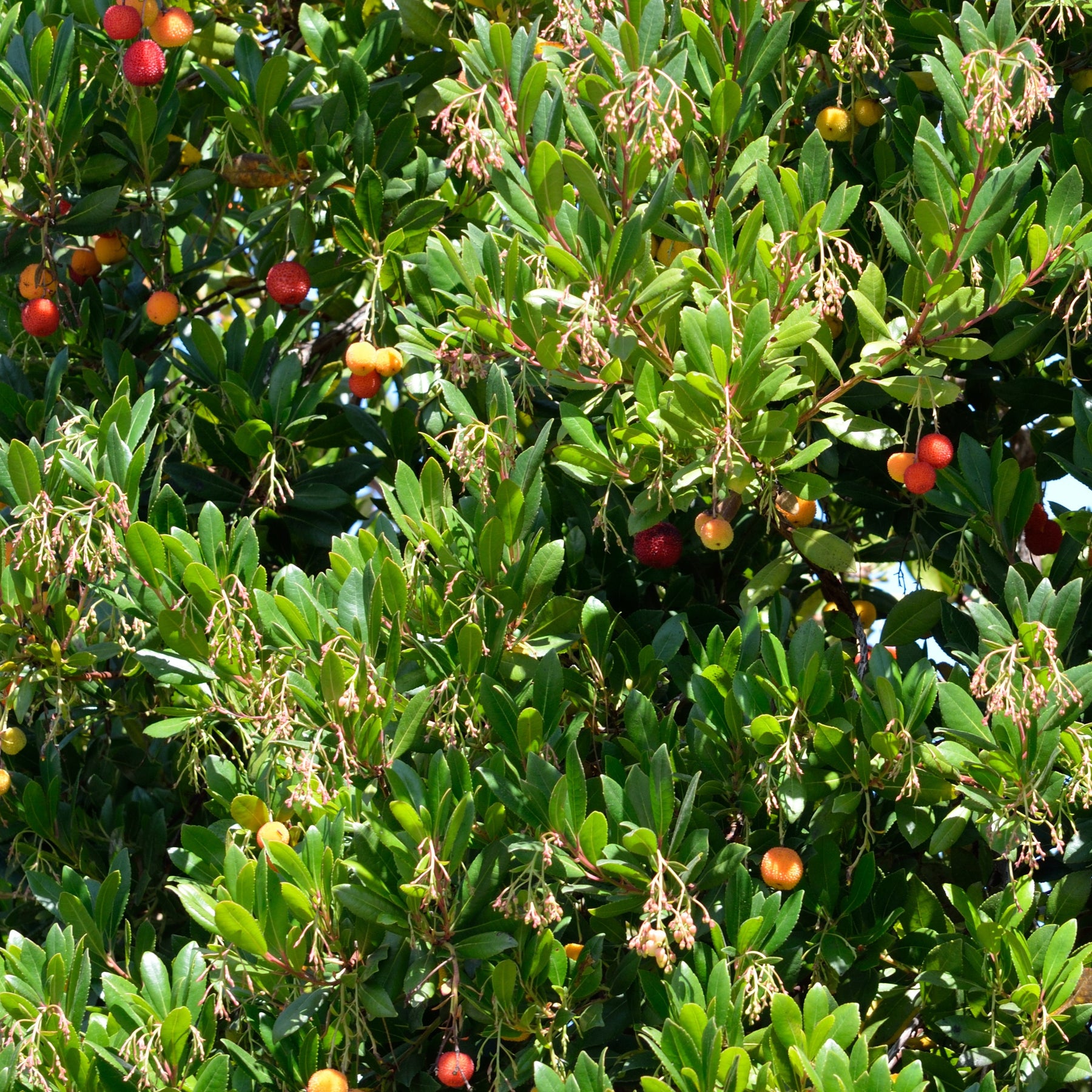 Arbousier Atlantic - Arbutus unedo 'atlantic' - Arbousier