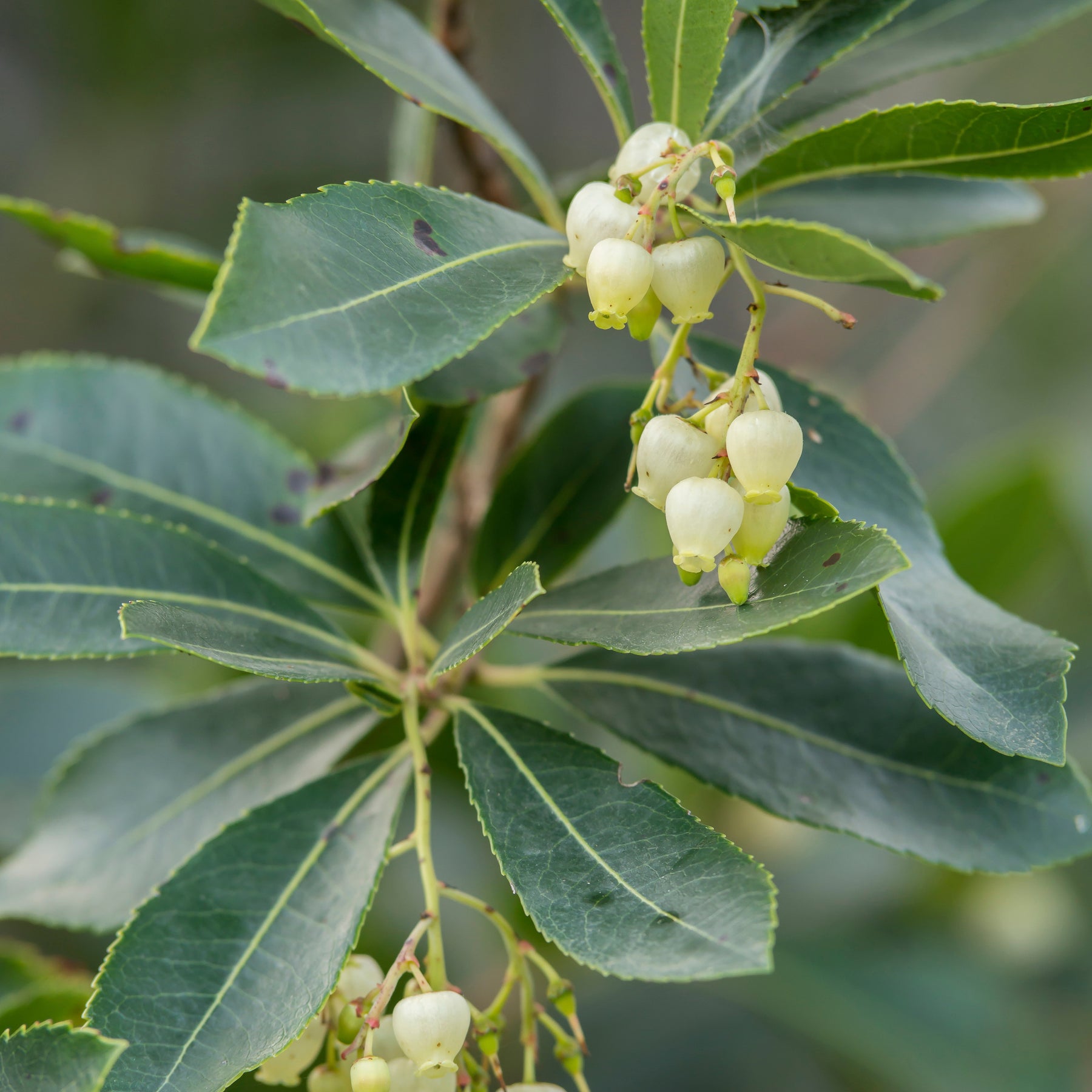 Arbousier Atlantic - Arbutus unedo 'atlantic' - Fruitiers Arbres et arbustes