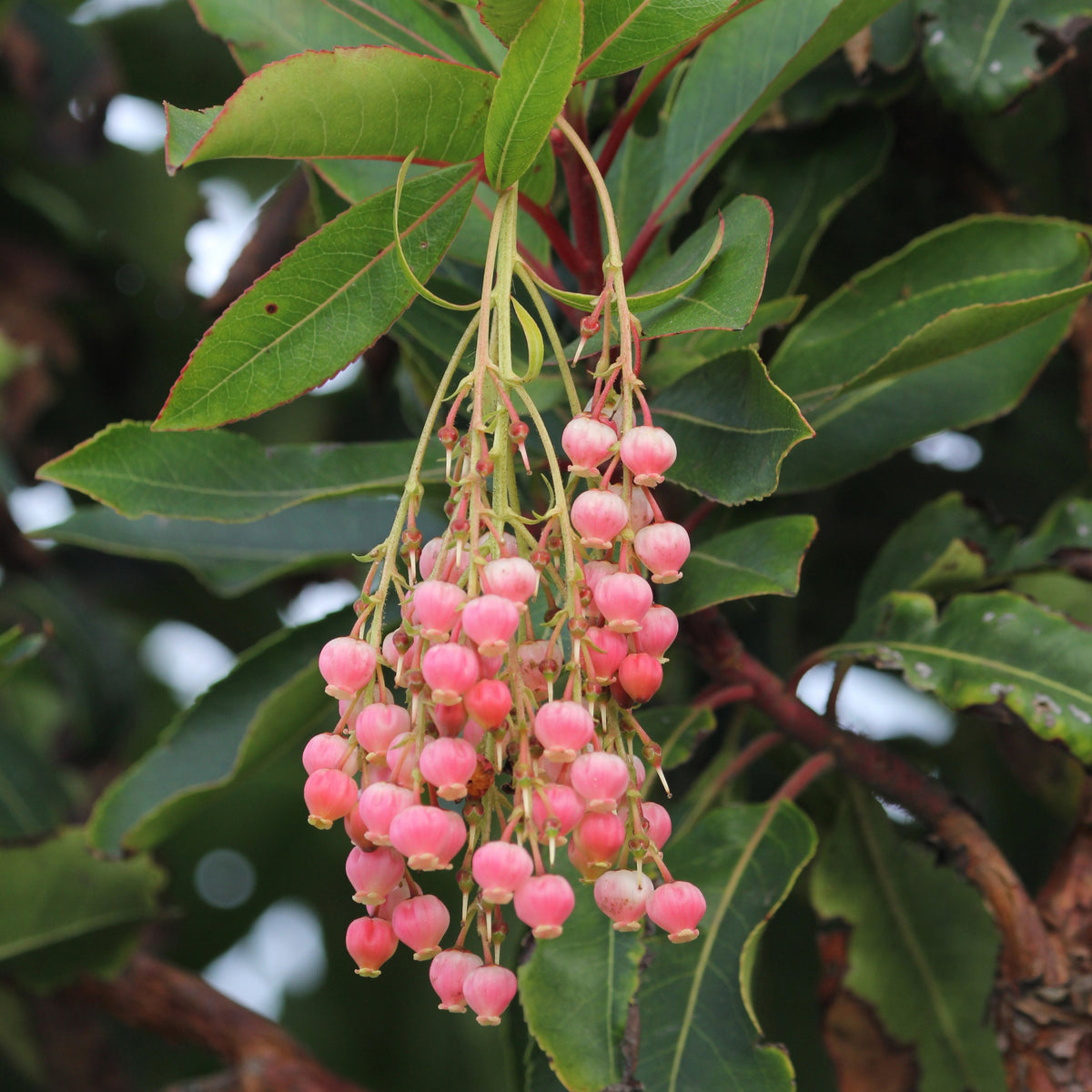 Arbousier Rubra - Arbutus unedo 'rubra' - Willemse