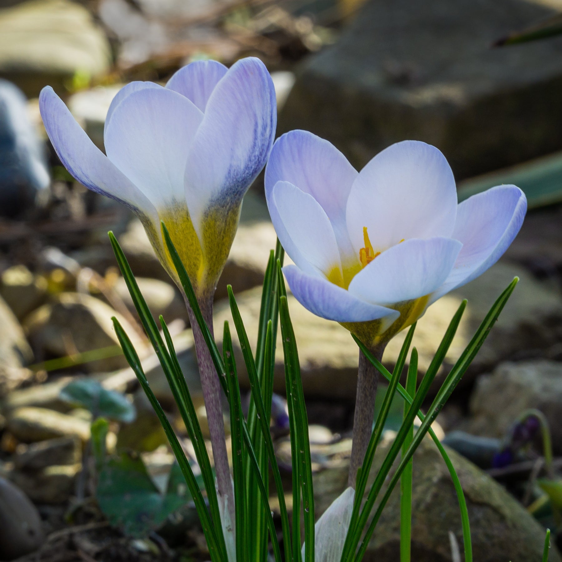 20 Crocus Blue Pearl - Crocus biflorus 'blue pearl' - Bulbes à fleurs