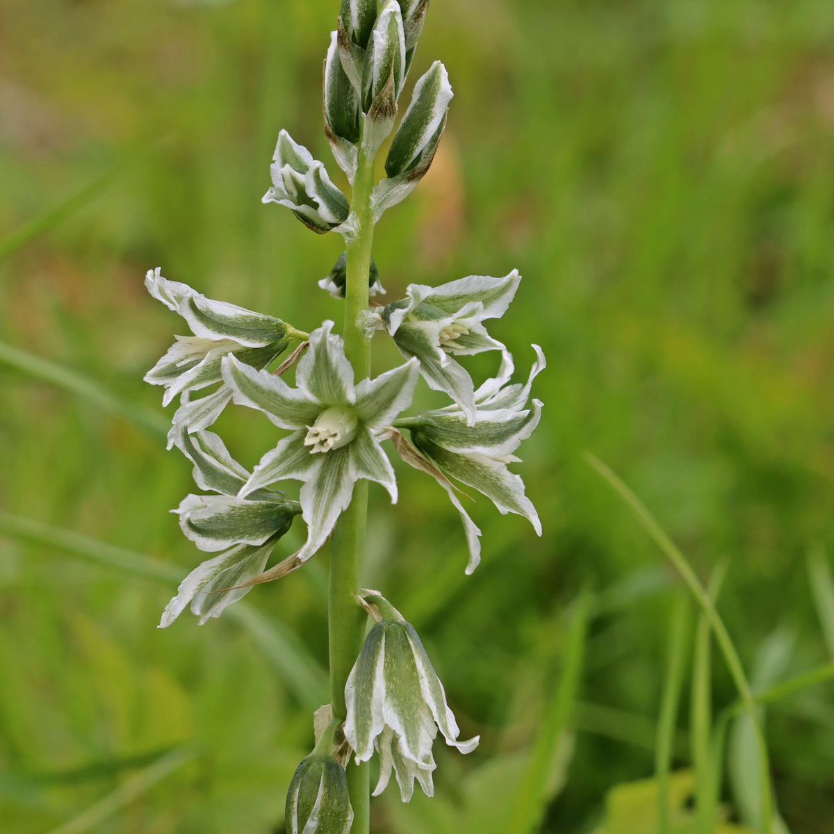 Ornithogale Saundersiae - Ornithogalum Saundersiae - Willemse