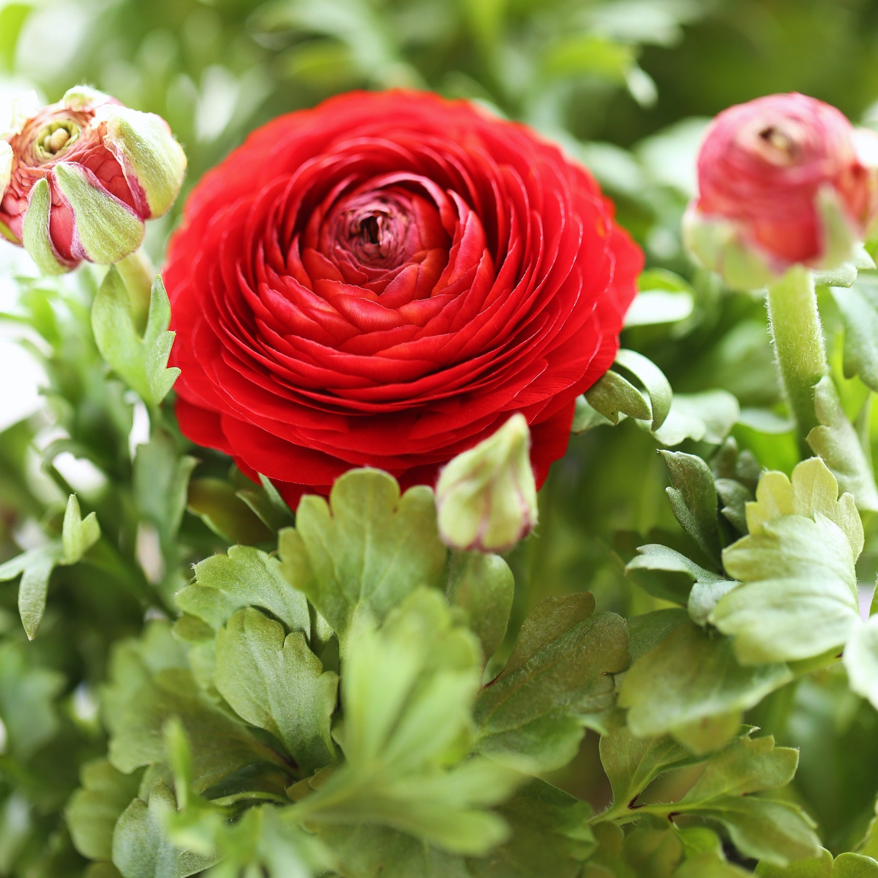 10 Renoncules rouges - Ranunculus red - Plantes