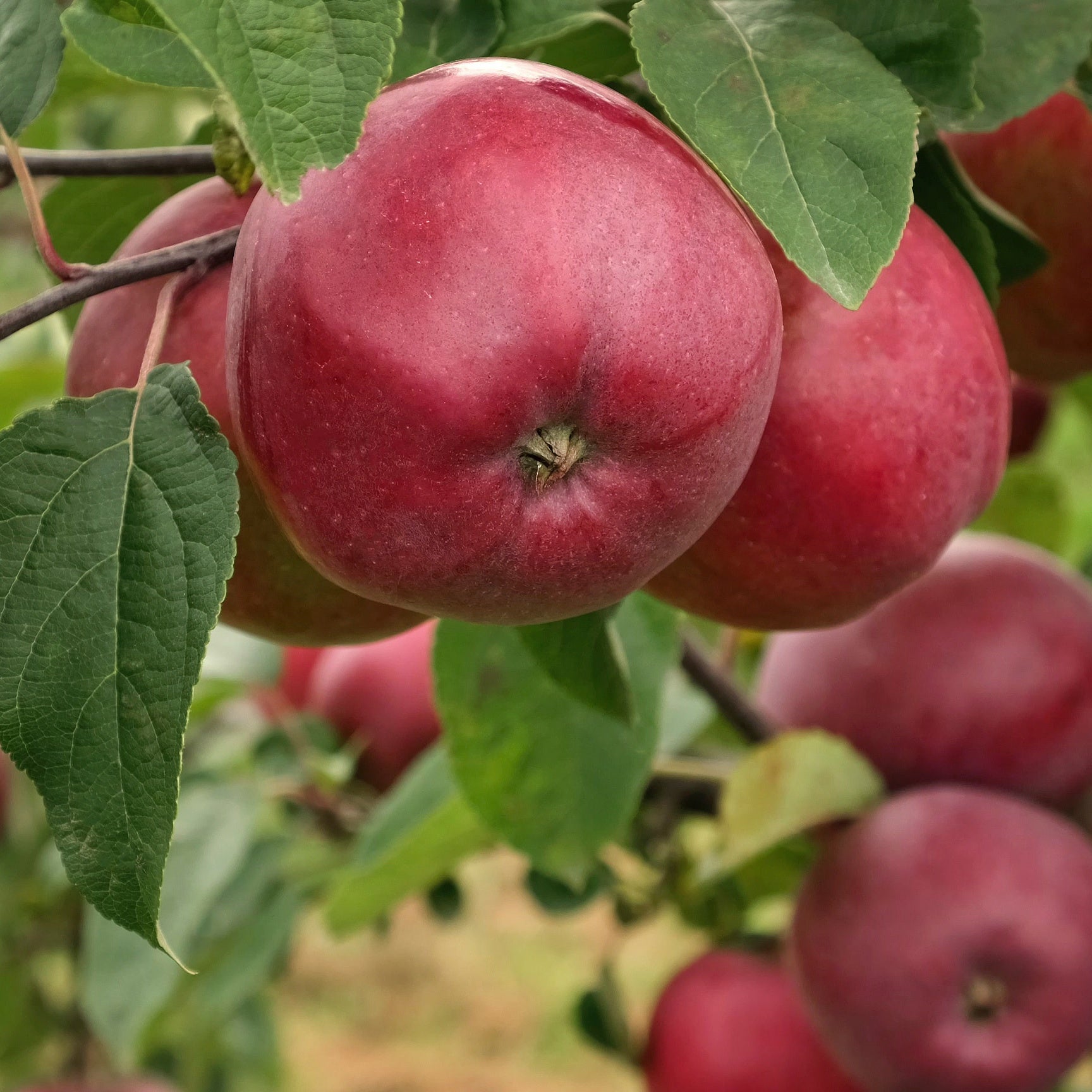 Pommier Marilyn Red - Malus domestica 'marilyn red' - Plantes