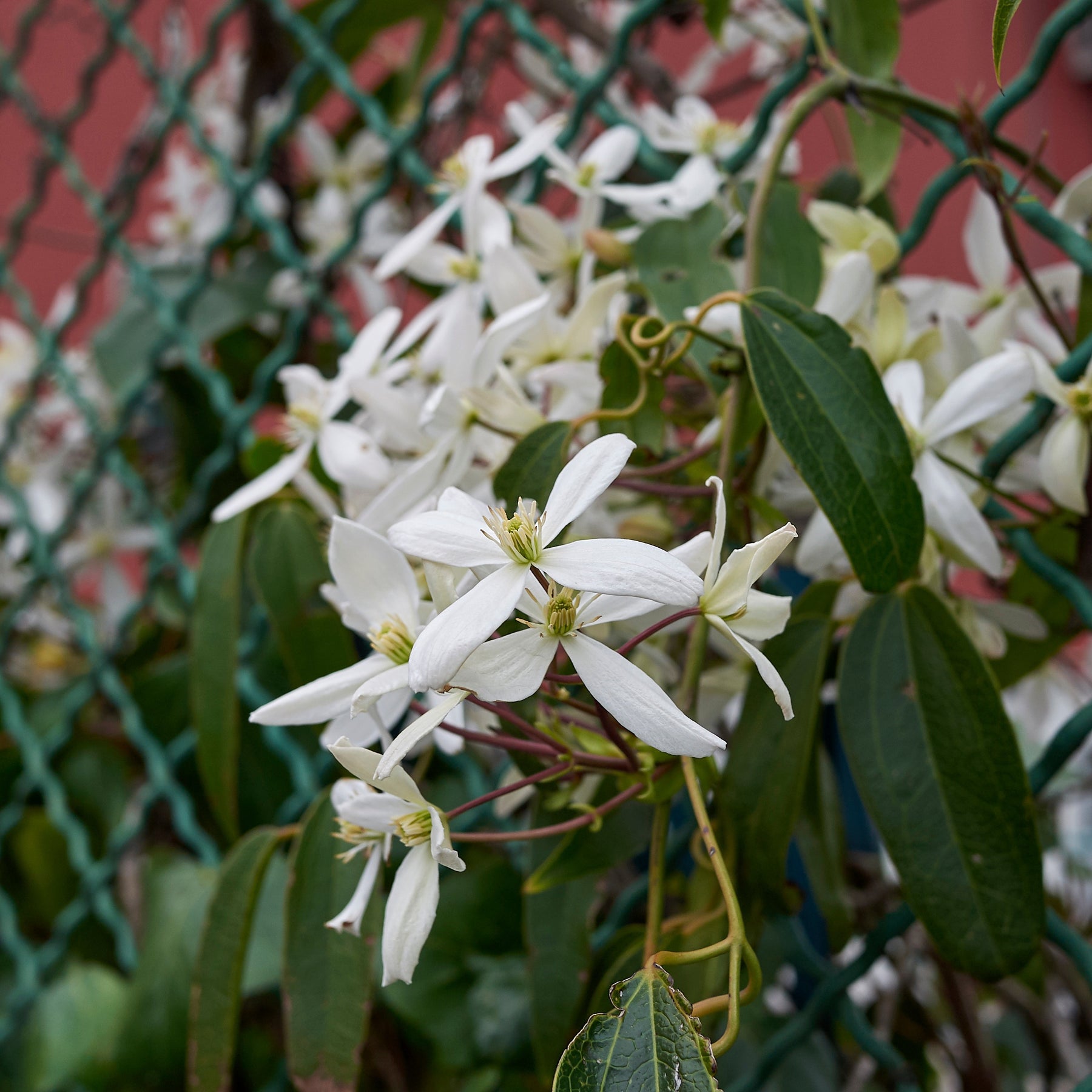 Clématite du Père Armand Little White Charm - Clematis armandii 'little white charm' - Plantes grimpantes