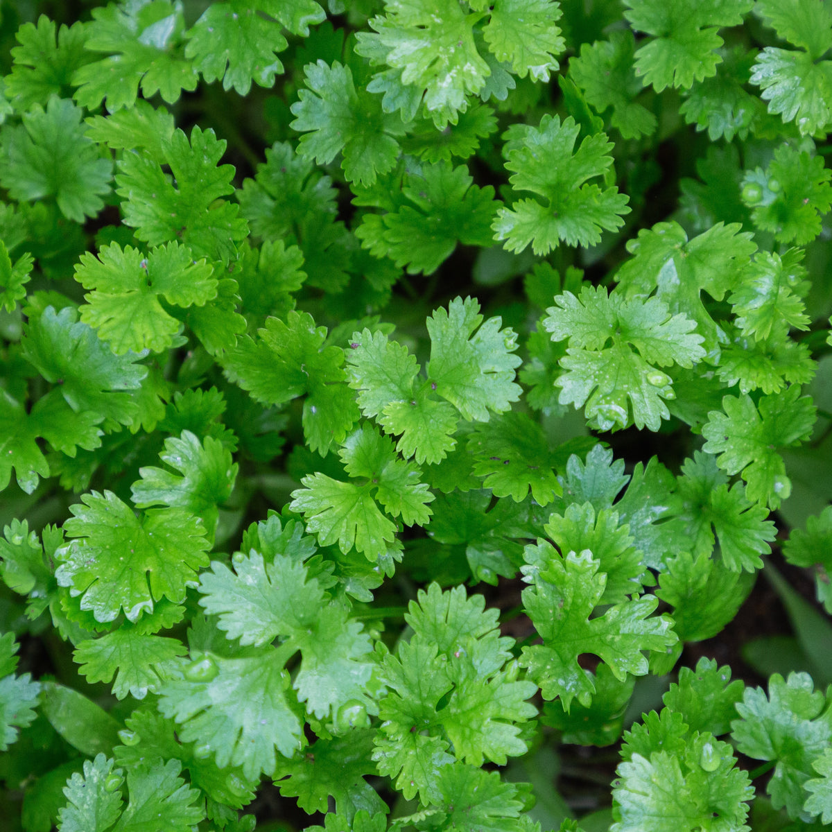 Plant de Coriandre - Coriandrum sativum - Willemse