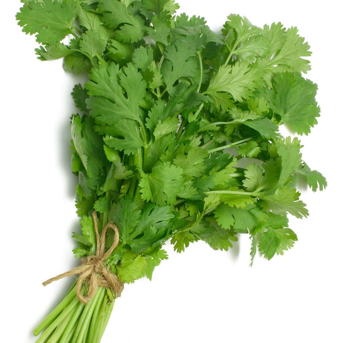 Plant de Coriandre - Coriandrum sativum - Willemse