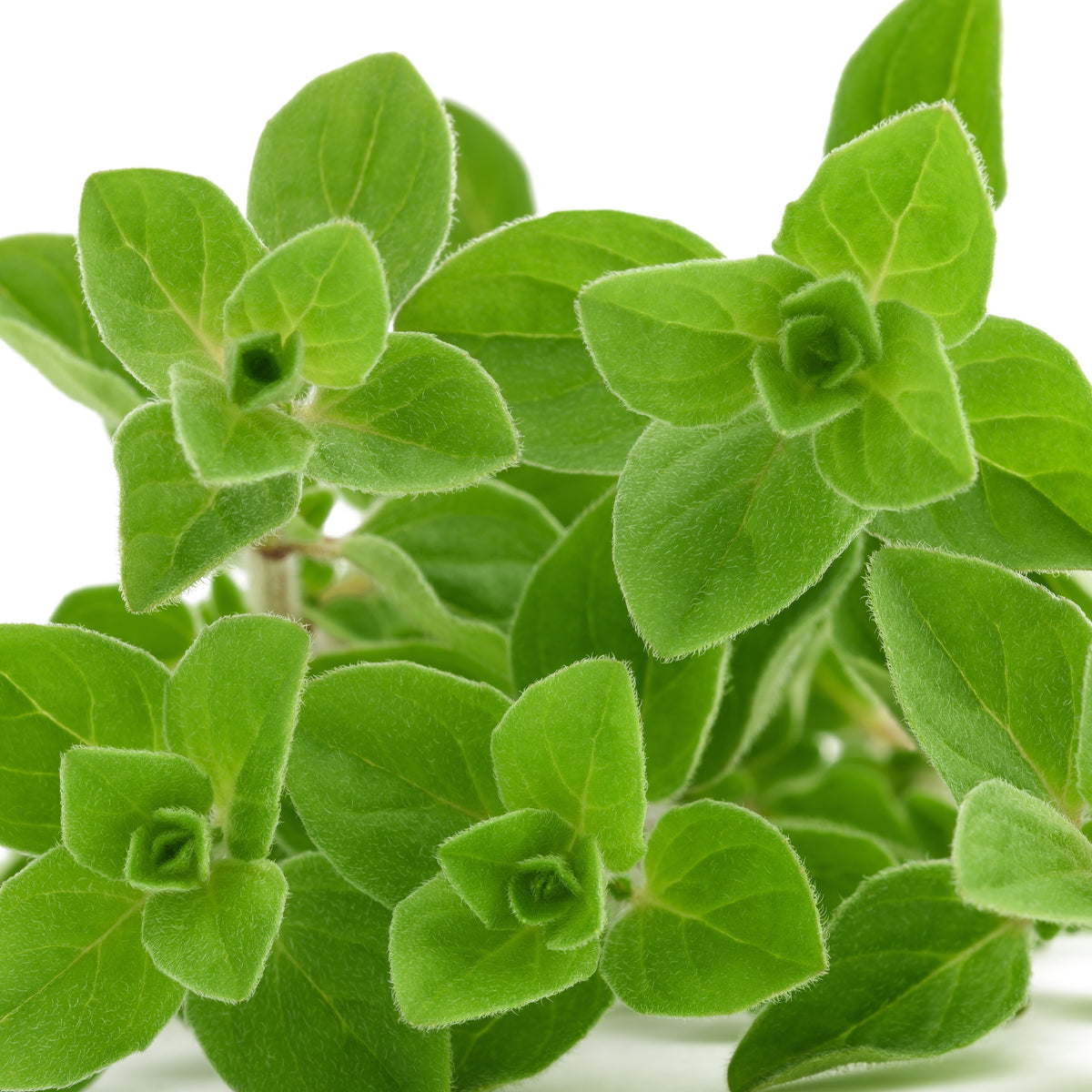 Plant d'Origan - Origanum vulgare - Willemse