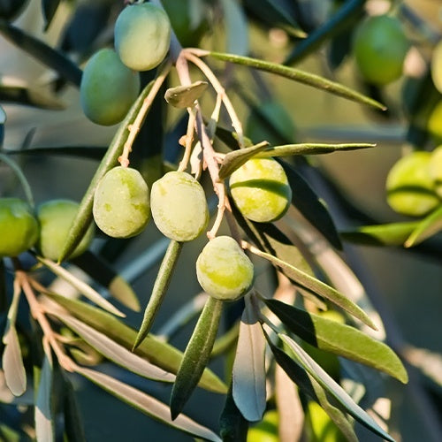 Olivier grand sujet - Olea europaea - Plantes