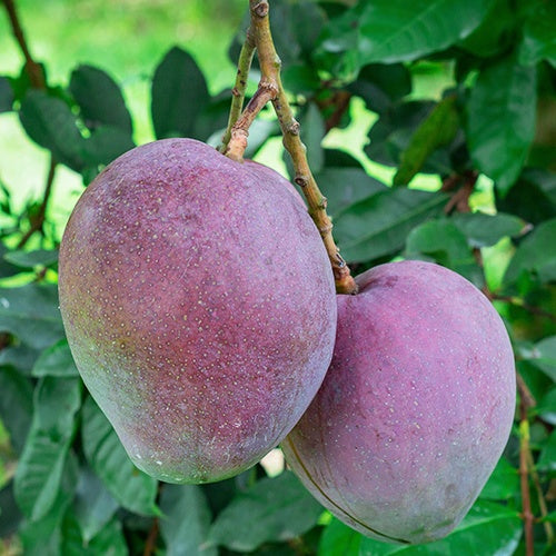 Collection de 3 manguiers (Osteen, Kensington Pride, Tommy Atkins) - Mangifera indica var. osteen / kensington pride / tommy atkins - Plantes