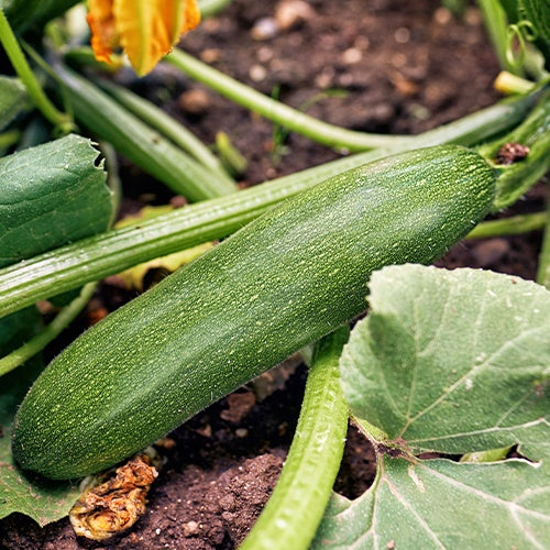 Courgette Storr's Green F1 - Cucurbita pepo  storr's green f1 - Potager