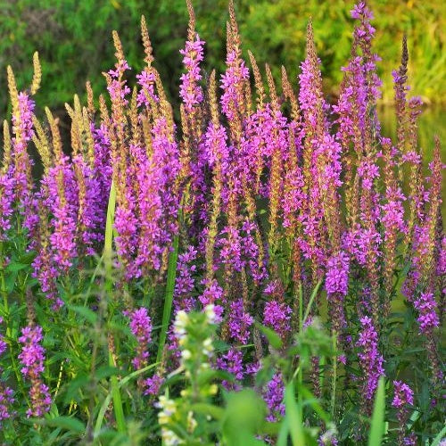 Salicaire - Lythrum salicaria - Willemse