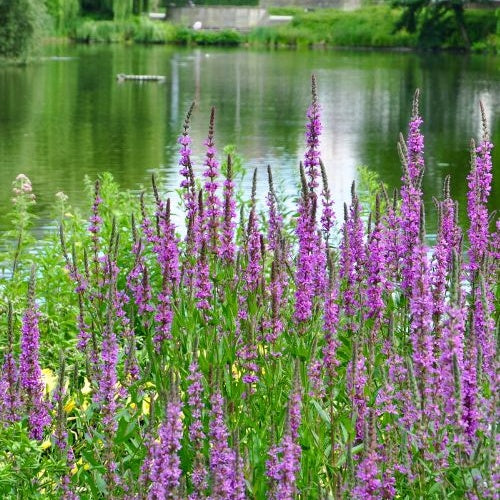 Salicaire - Plantes de berges