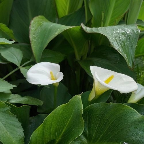 Arum blanc - Calla - Zantedeschia aethiopica - Plantes
