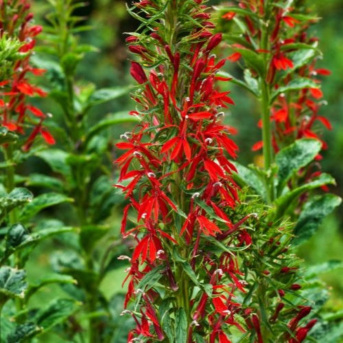 Lobelia cardinale - Lobelia cardinalis - Willemse