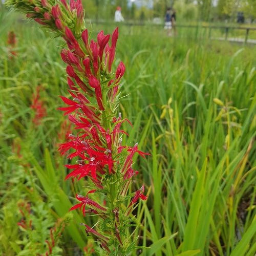 Lobélie cardinale - Lobelia cardinalis - Willemse