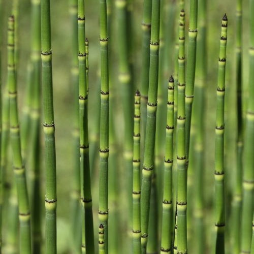 Prêle du Japon - Equisetum japonicum - Plantes aquatiques