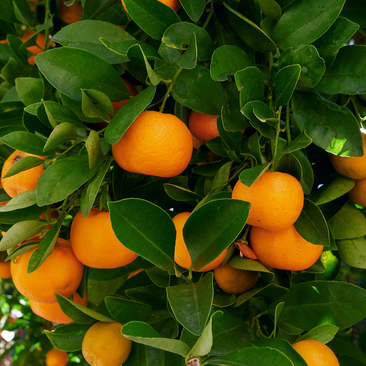 Calamondin - Fruitiers Arbres et arbustes