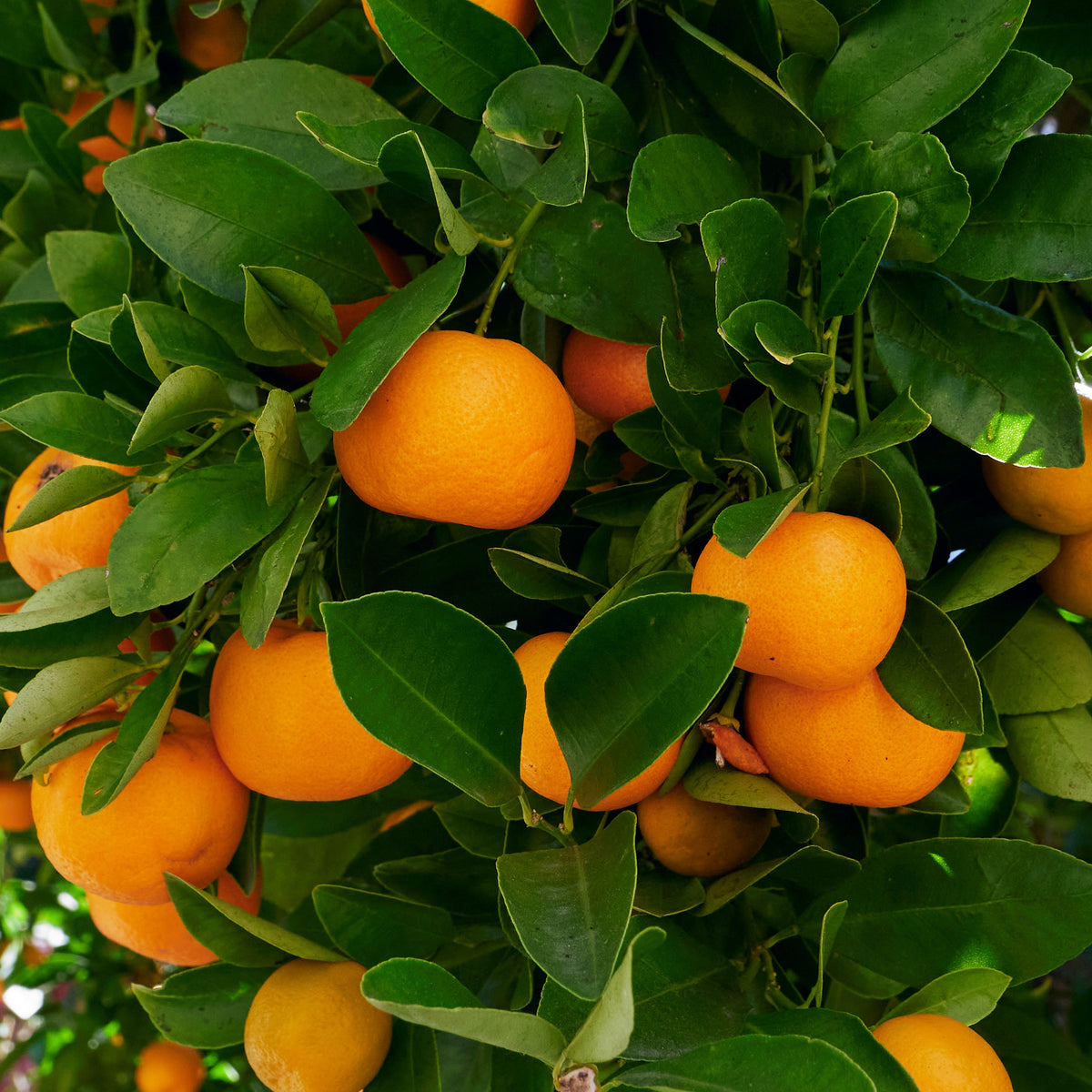 Calamondin - Citrus mitis - Willemse