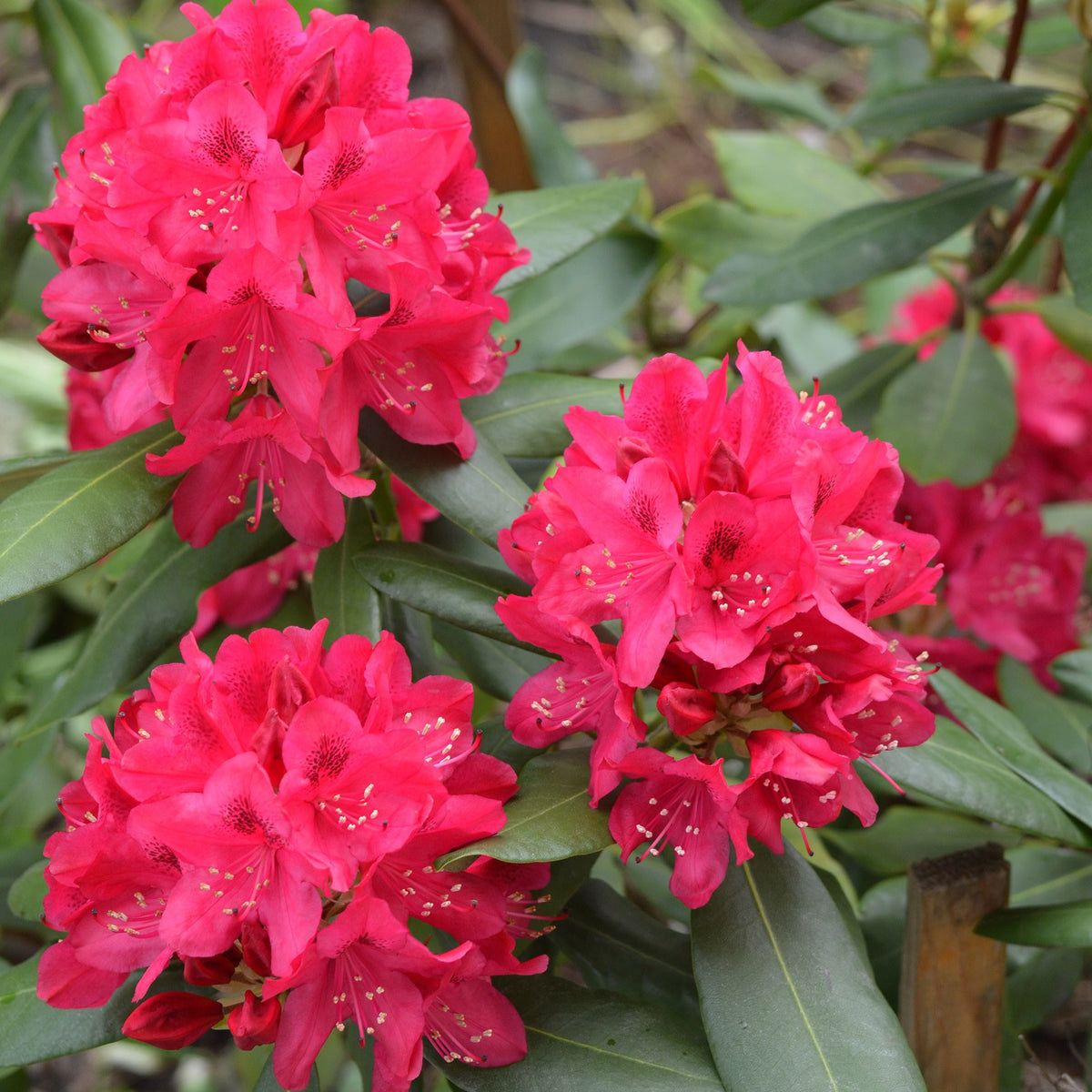 Rhododendron Nova Zembla - Rhododendron Nova Zembla - Plantes
