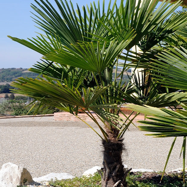Palmier chanvre du Chusan nain - Trachycarpus wagnerianus : Palmier nain - Willemse