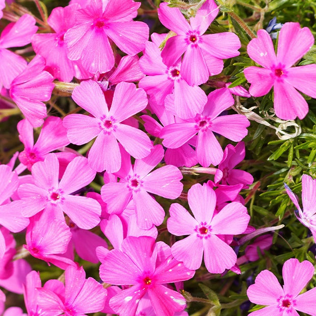 3 Phlox mousse rose pâle - Phlox subulata McDaniel's Cushion - Willemse