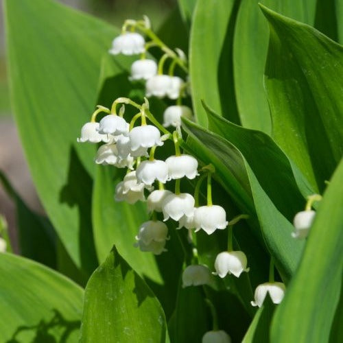 Muguet blanc - Convallaria majalis