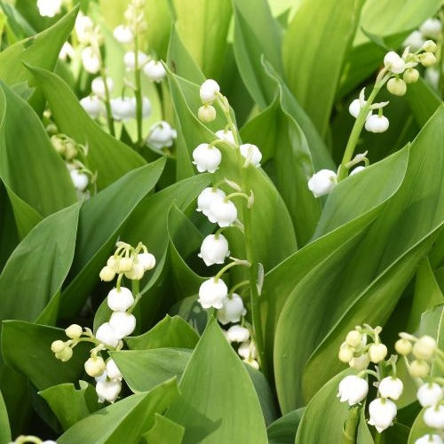 Muguet blanc - Convallaria majalis