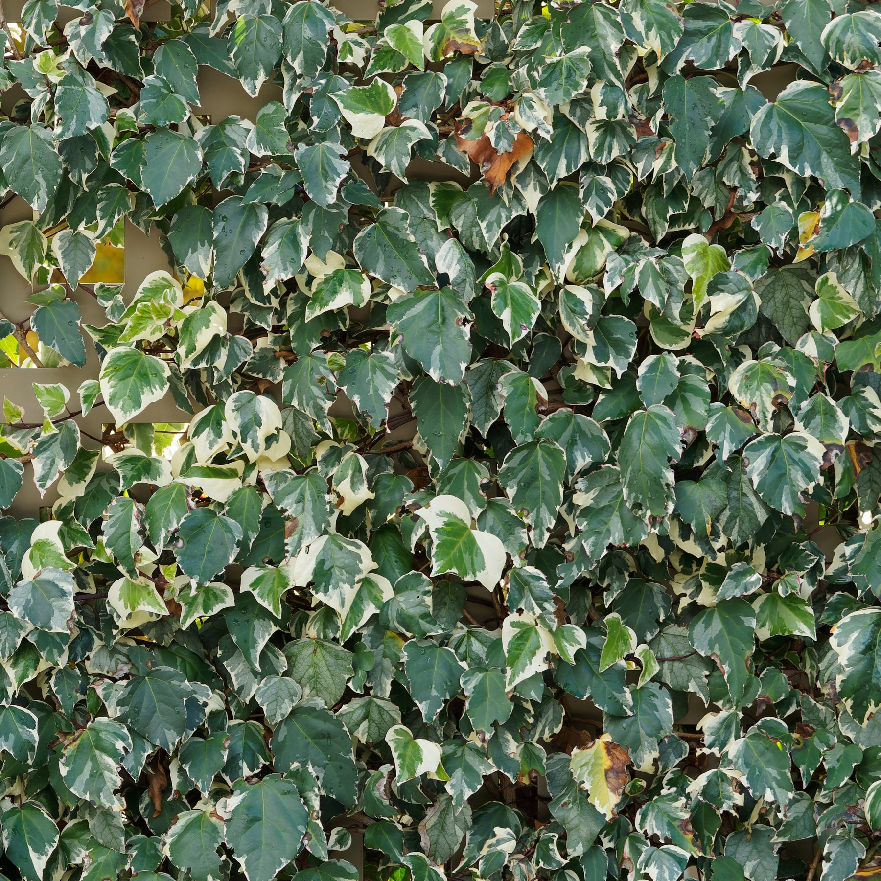 3 Lierres des Canaries Gloire de Marengo - Hedera algeriensis 'gloire de marengo' - Plantes grimpantes