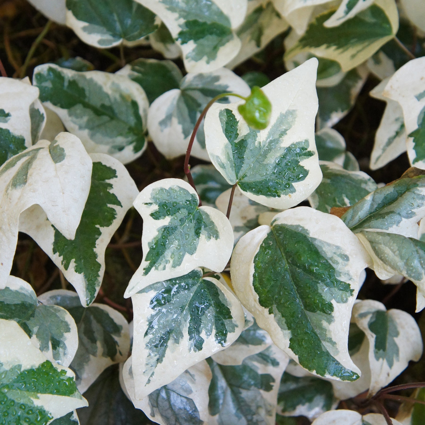 3 Lierres des Canaries Gloire de Marengo - Hedera algeriensis 'gloire de marengo' - Lierres