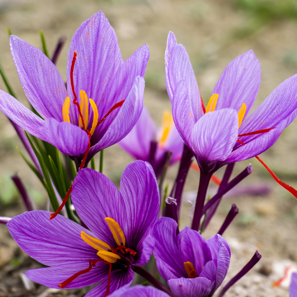 10 Crocus safran - Crocus sativus - Crocus