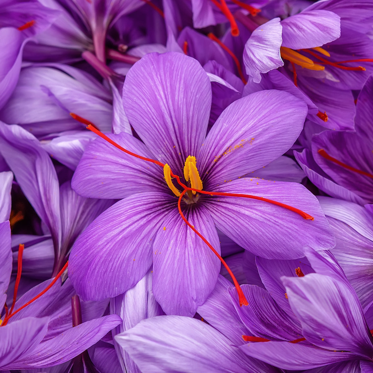 10 Crocus safran - Crocus sativus