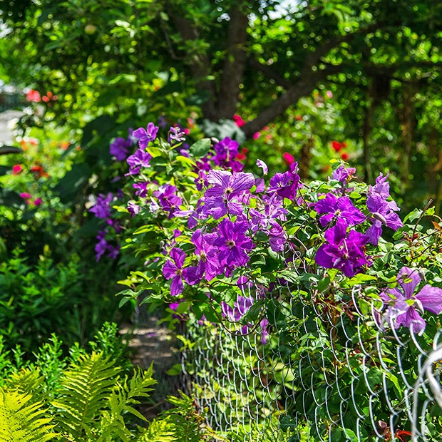 Clématite Président - Clematis président - Clématites