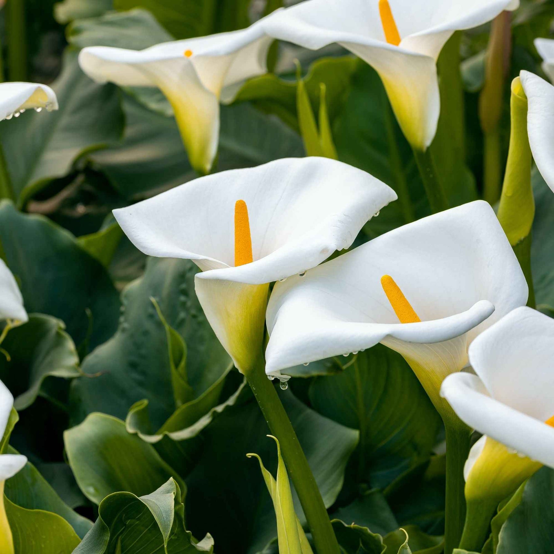 2 Arums blanc d'Ethiopie - Zantedeschia aethiopica - Bulbes à fleurs