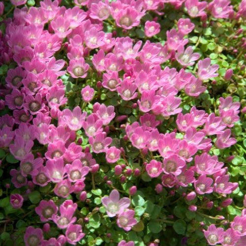 Mouron délicat - Anagallis tenella - Plantes de berges