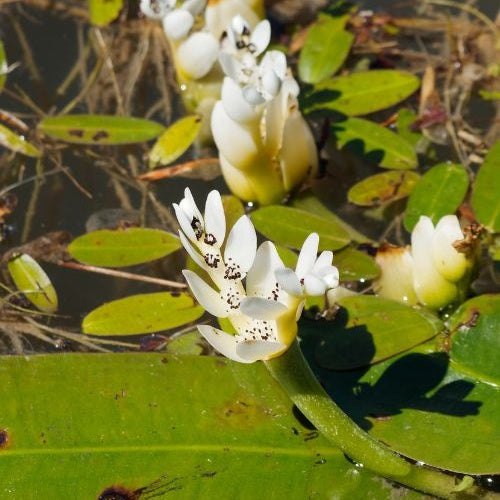 Vanille d'eau - Aponogeton distachyos - Plantes de bassins