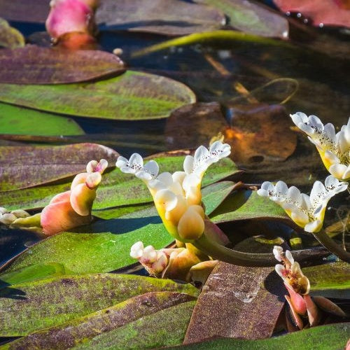 Vanille d'eau - Aponogeton distachyos