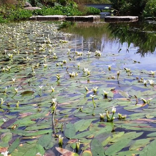 Vanille d'eau - Aponogeton distachyos