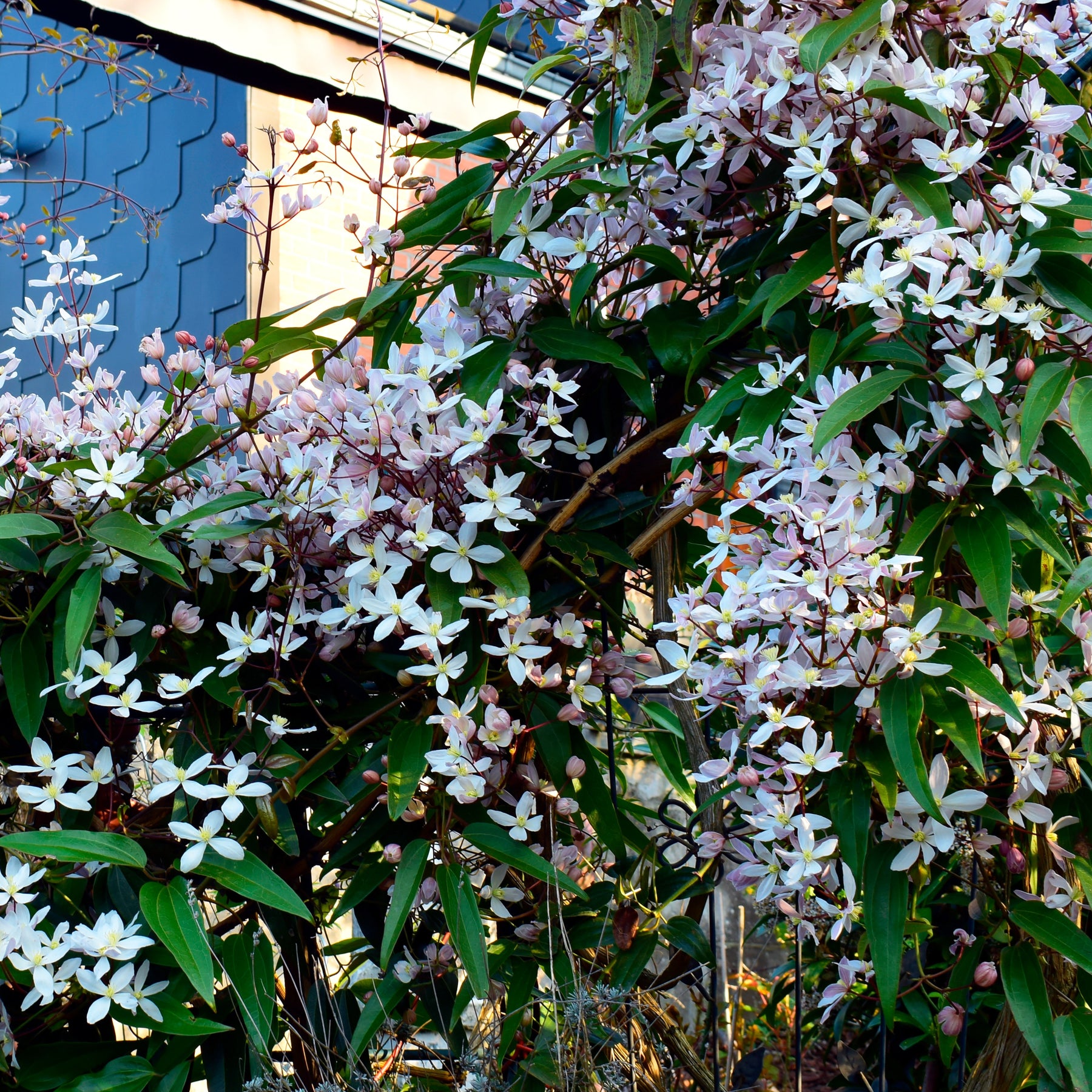 Clématite du Père Armand Apple blossom - Clematis armandii 'apple blossom'