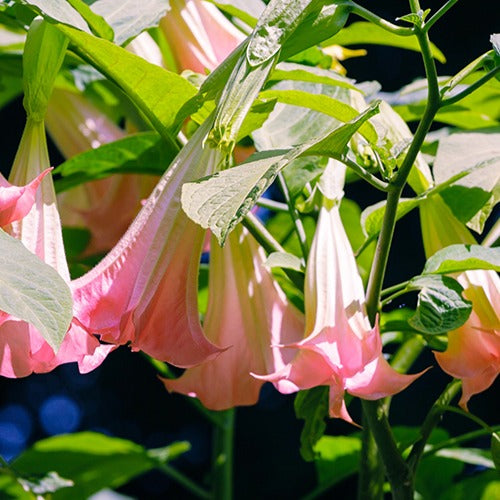 Brugmansia tricolore rose, blanc, jaune - Brugmansia