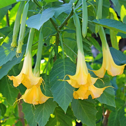 Brugmansia tricolore rose, blanc, jaune - Brugmansia